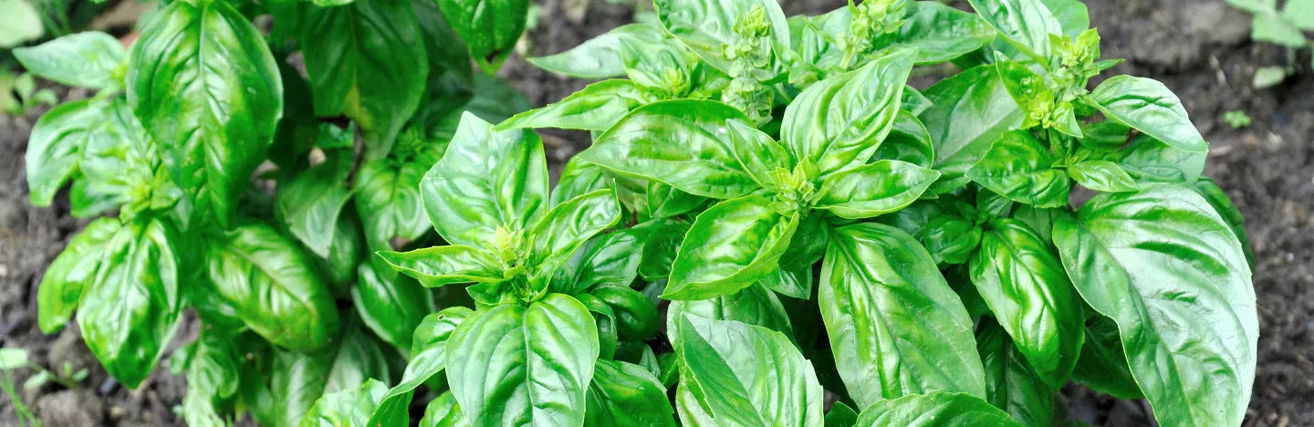 Basil (Ocimum basilicum)