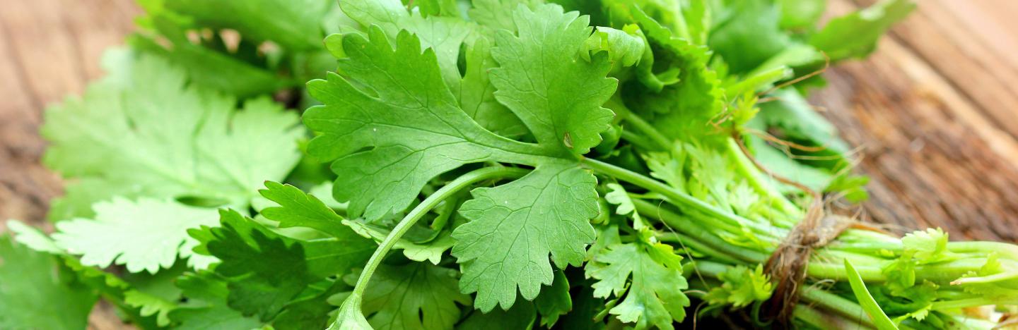How To Grow And Care For Coriander Lovethegarden