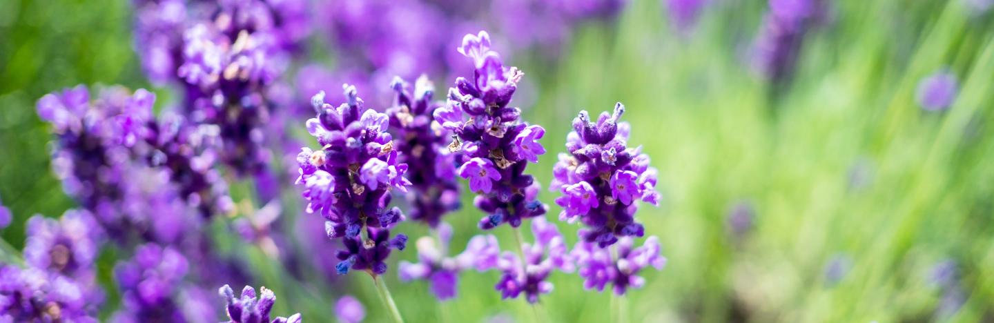 Lavender (Lavandula)