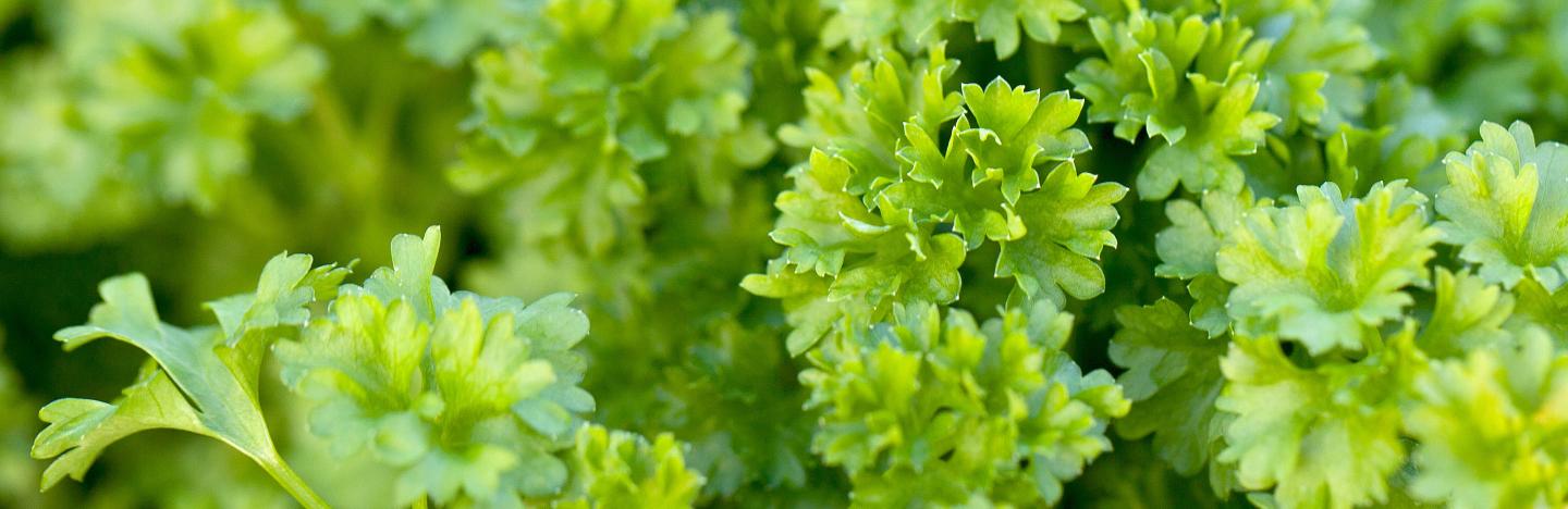 How To Grow And Care For Parsley Lovethegarden How To Grow And Care For Parsley Lovethegarden