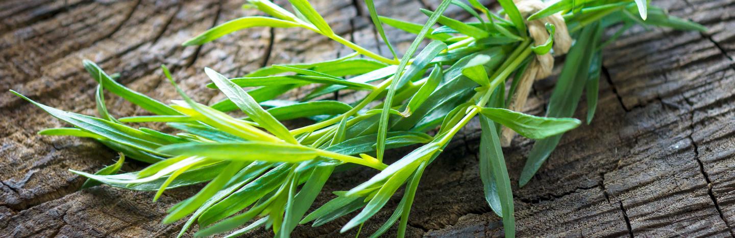 Tarragon (Artemisia Dracunculus)