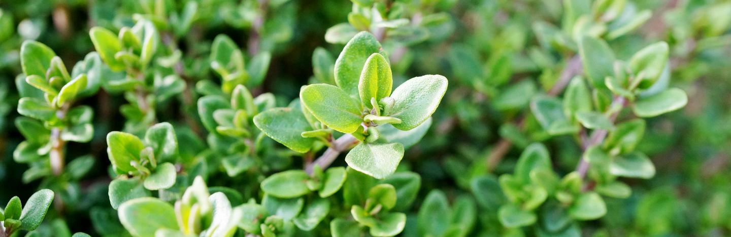 Thyme (Thymus)