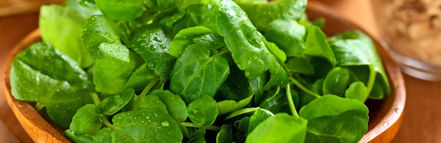 Watercress (Nasturtium Officinale)