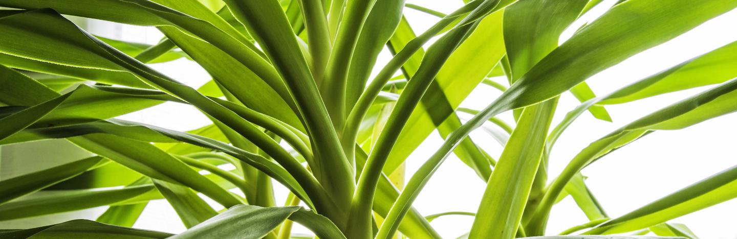 Yucca