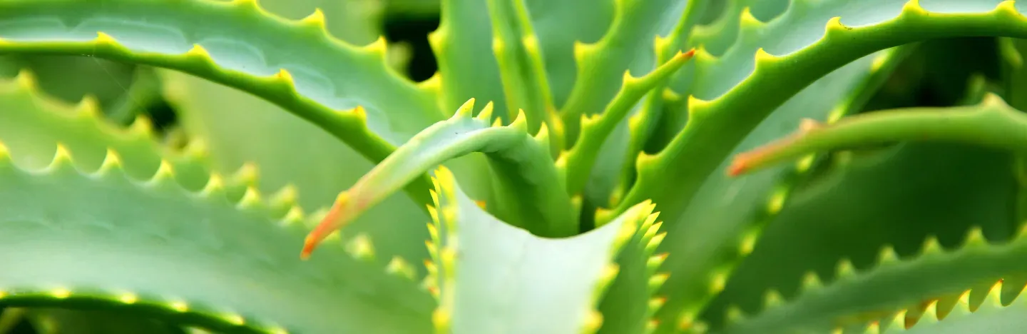 Aloe Vera: the benefits