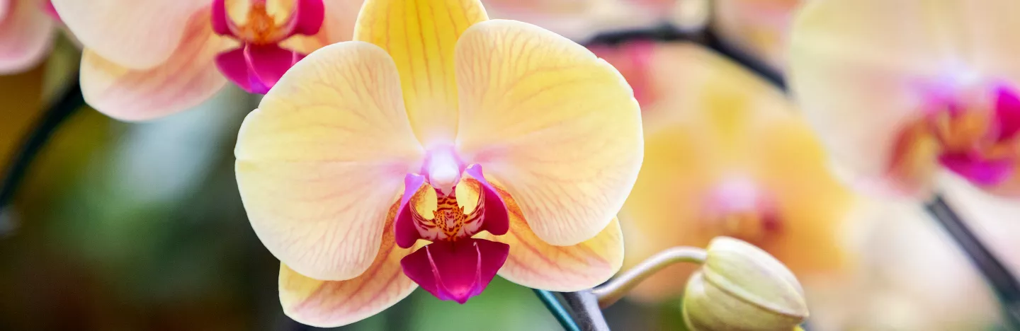 Orchidées