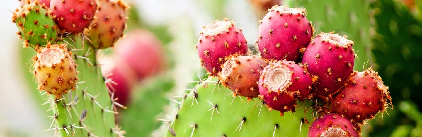Prickly Pear Cactus (Opuntia)