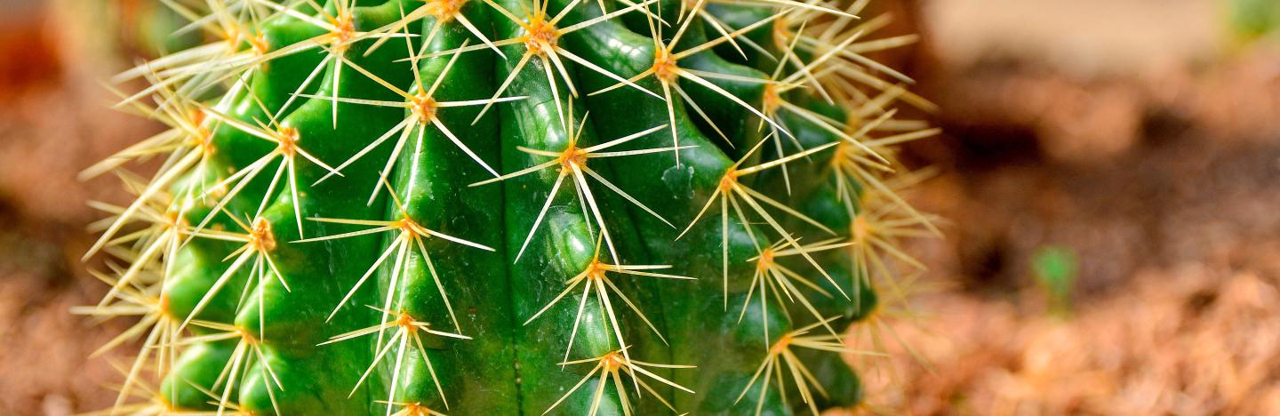 Saguaro Cactus Growth Rate Chart