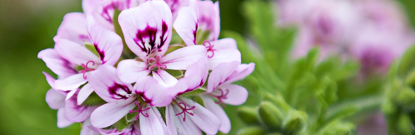 How To Grow And Care For Geranium Lovethegarden
