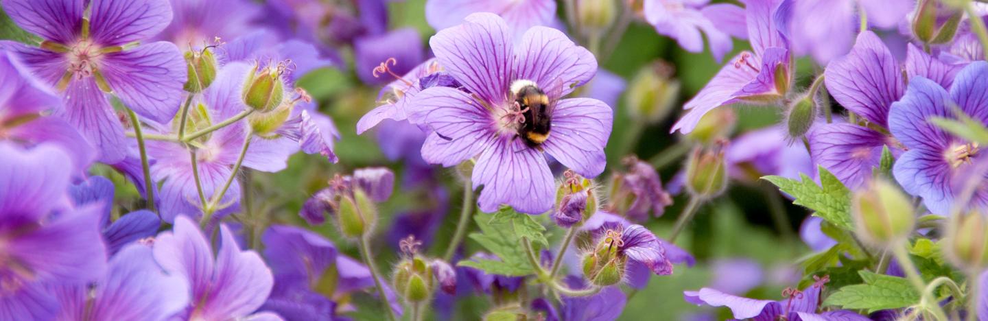 Hardy Geranium, Cranesbill (Geranium)
