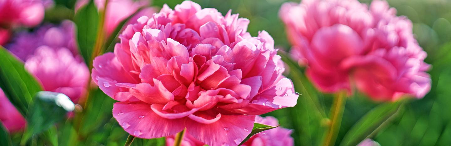 How To Grow And Care For Peony Lovethegarden
