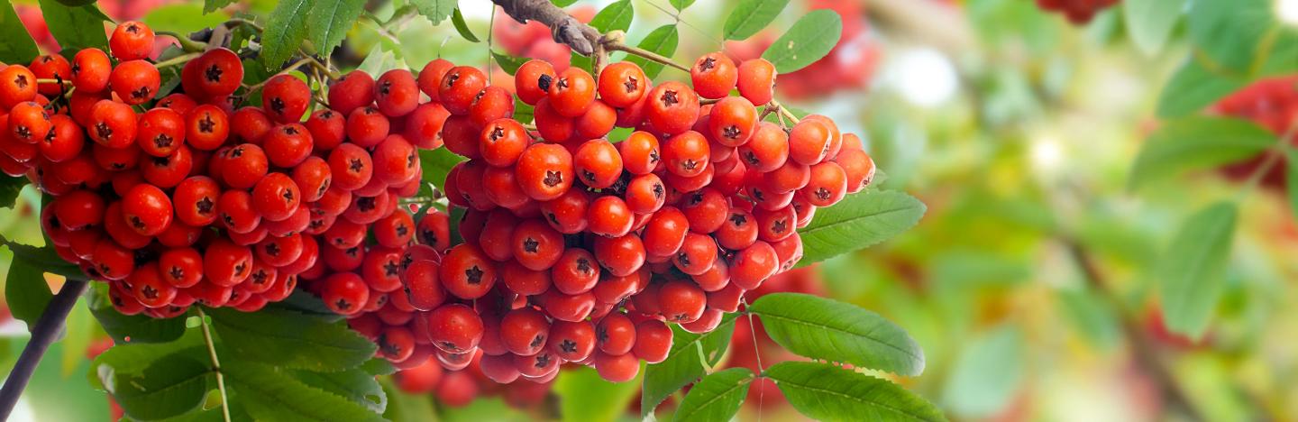 Mountain Ash, Rowan (Sorbus)
