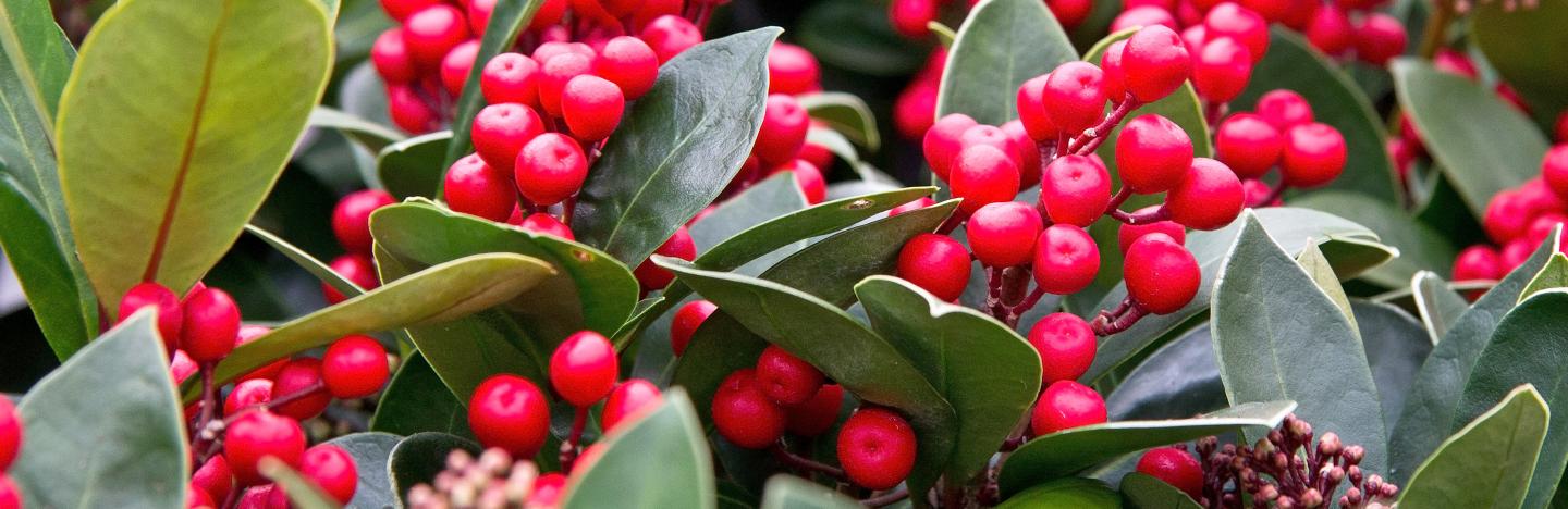 Skimmia