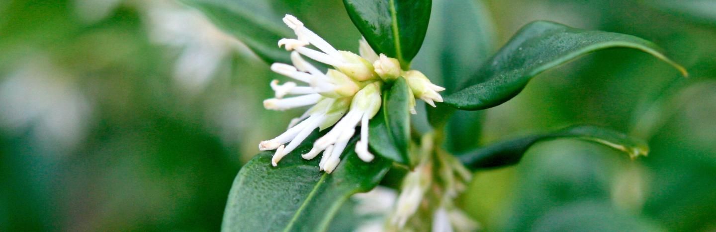 Winter Box, Sweet Box (Sarcococca)