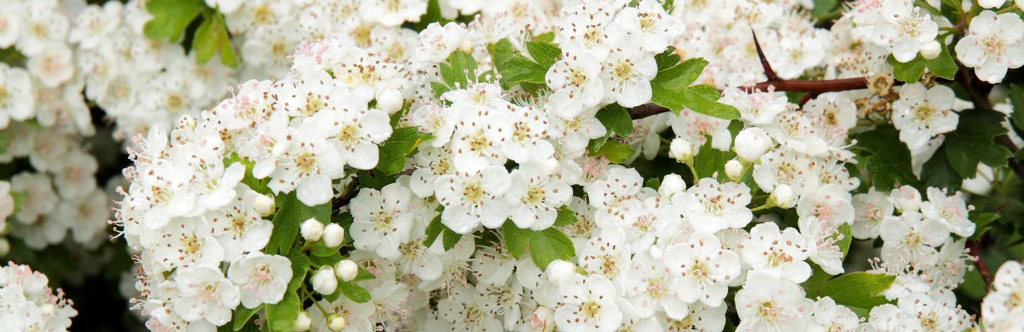 Hawthorn (Crataegus Monogyna)