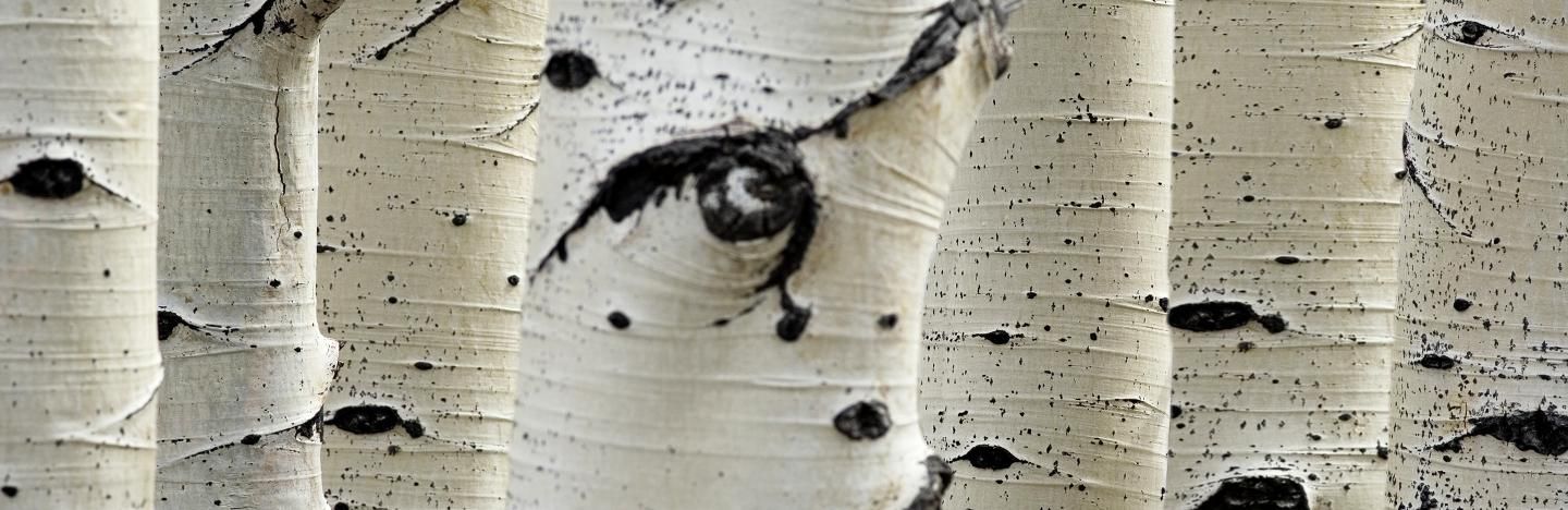 How To Grow And Care For Silver Birch Lovethegarden How To Grow And Care For Silver Birch Lovethegarden