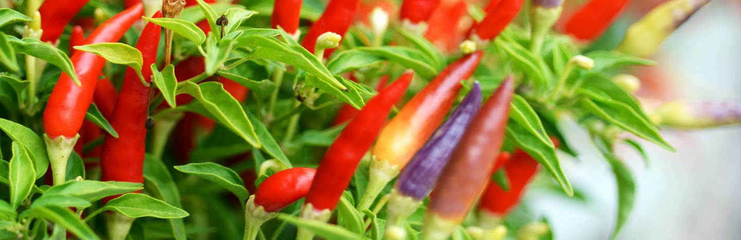 Chilli Peppers (Capsicum annuum)