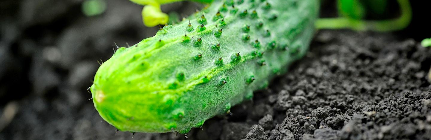 Cucumbers (Cucumis sativus)