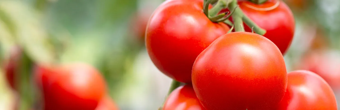 Tomatoes (Lycopersicum esculentum)