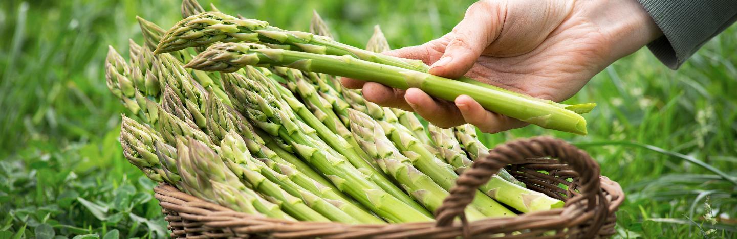 How to grow asparagus