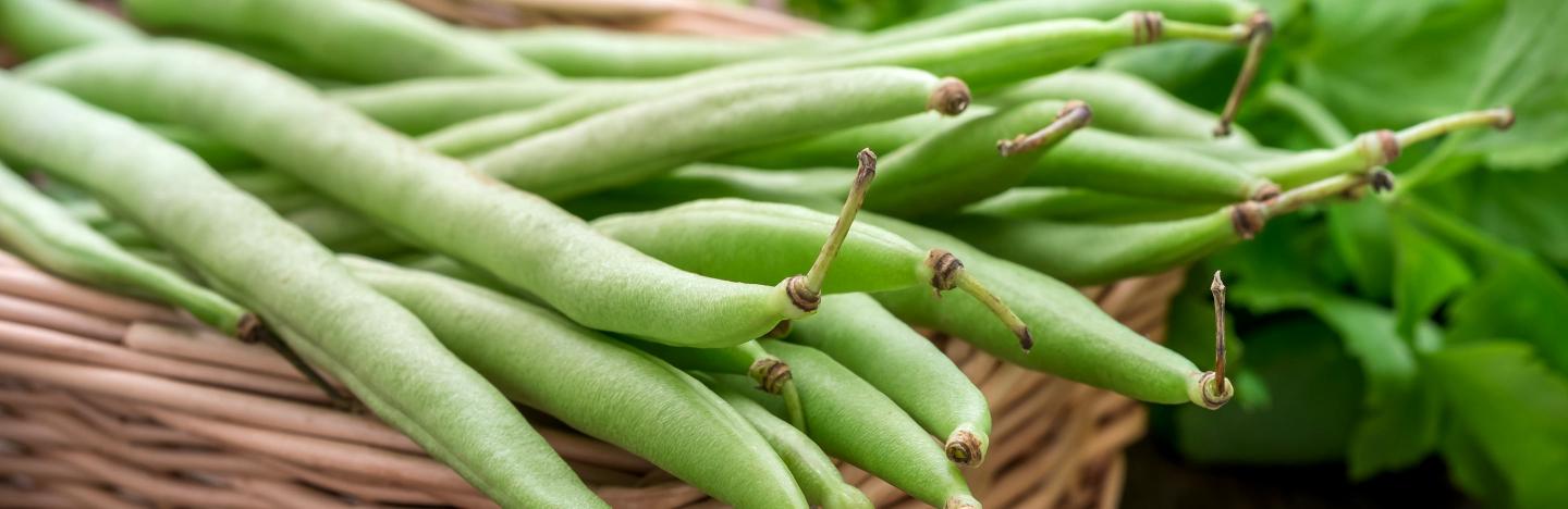 French Beans (Phaseolus Vulgaris)