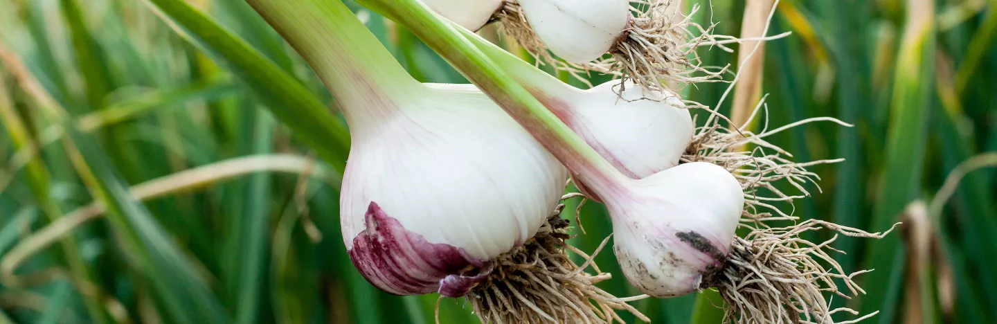 Garlic (Allium sativum)