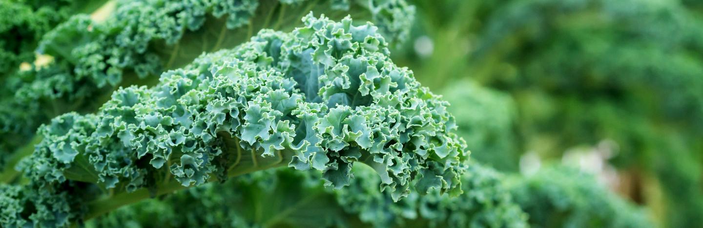 Kale (Brassica oleracea var. sabellica)
