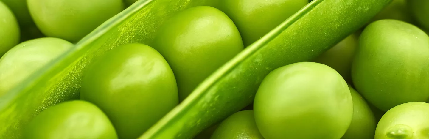 Peas (Pisum sativum)