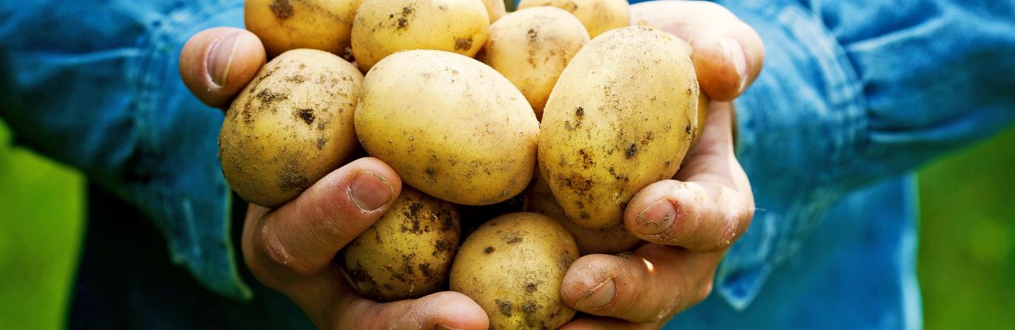 Potatoes (Solanum tuberosum)