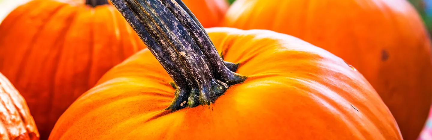 Pumpkins (Cucurbita pepo, Cucurbita maxima, Cucurbita moschata)