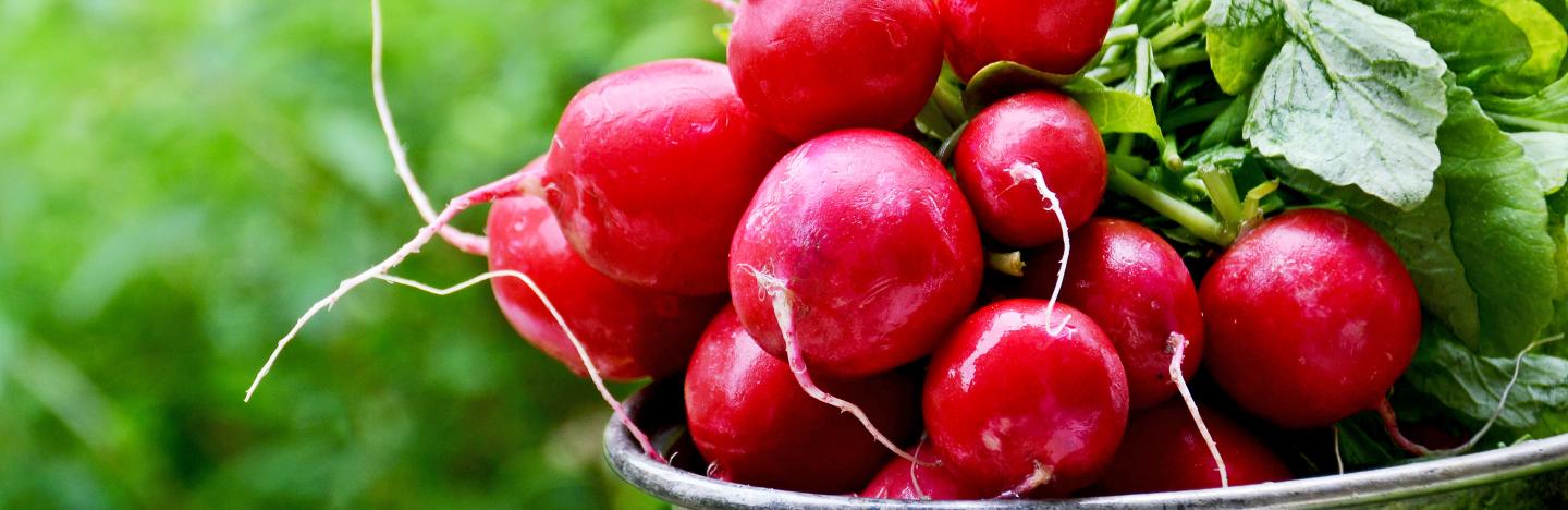 Radishes (Raphanus sativus)