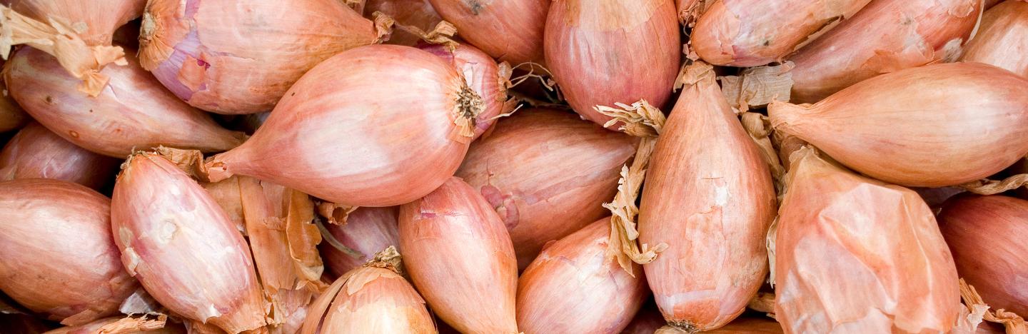 pix Shallots Planting Outside how to grow and care for shallots