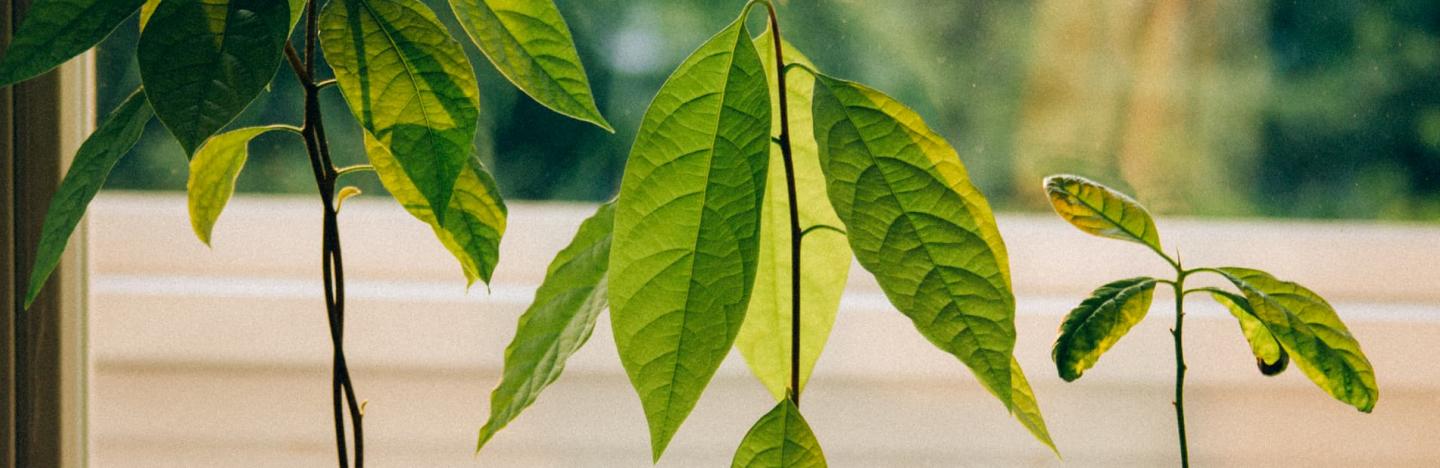 Grow your own Avocado Plant