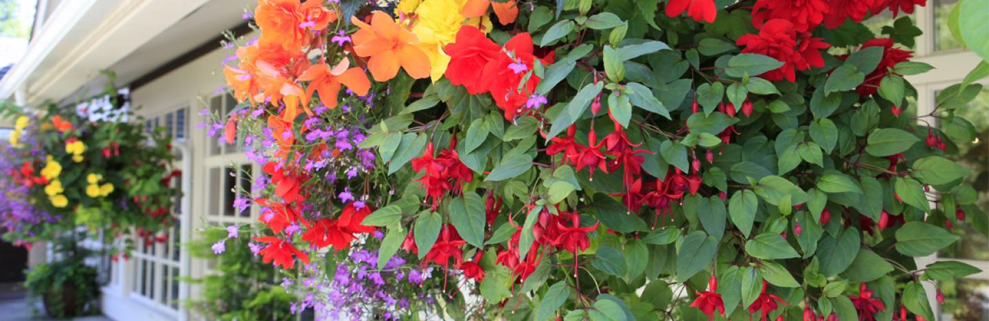 traagheid stijl Altijd 10 winterharde hangplanten voor buiten | Ilovemygarden