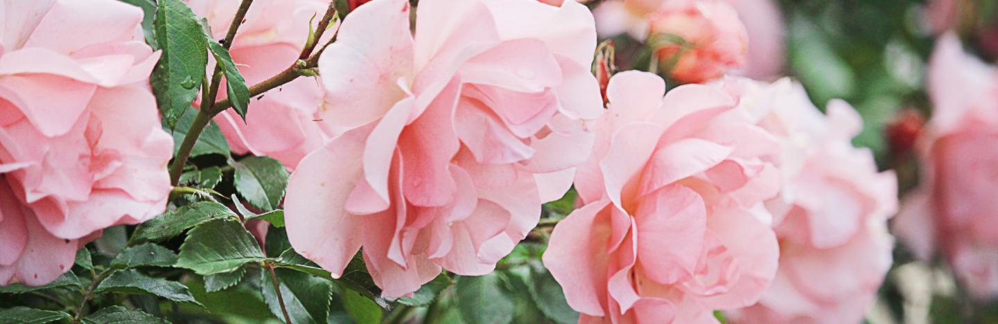 All about roses