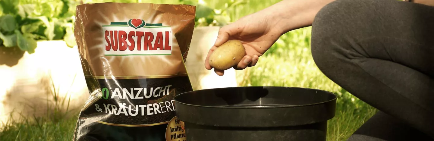 Kartoffeln pflanzen im Kübel