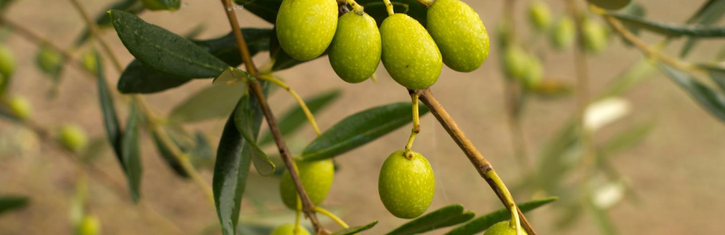 olives