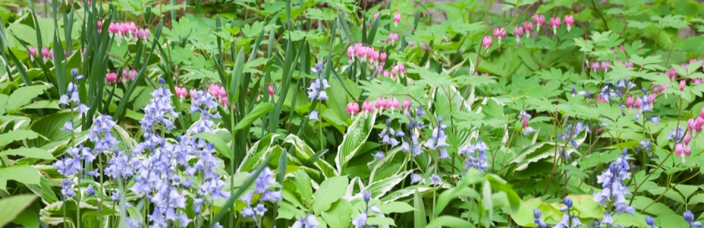 heb vertrouwen Transformator Abnormaal Schaduwplanten voor in de tuin | ILoveMyGarden