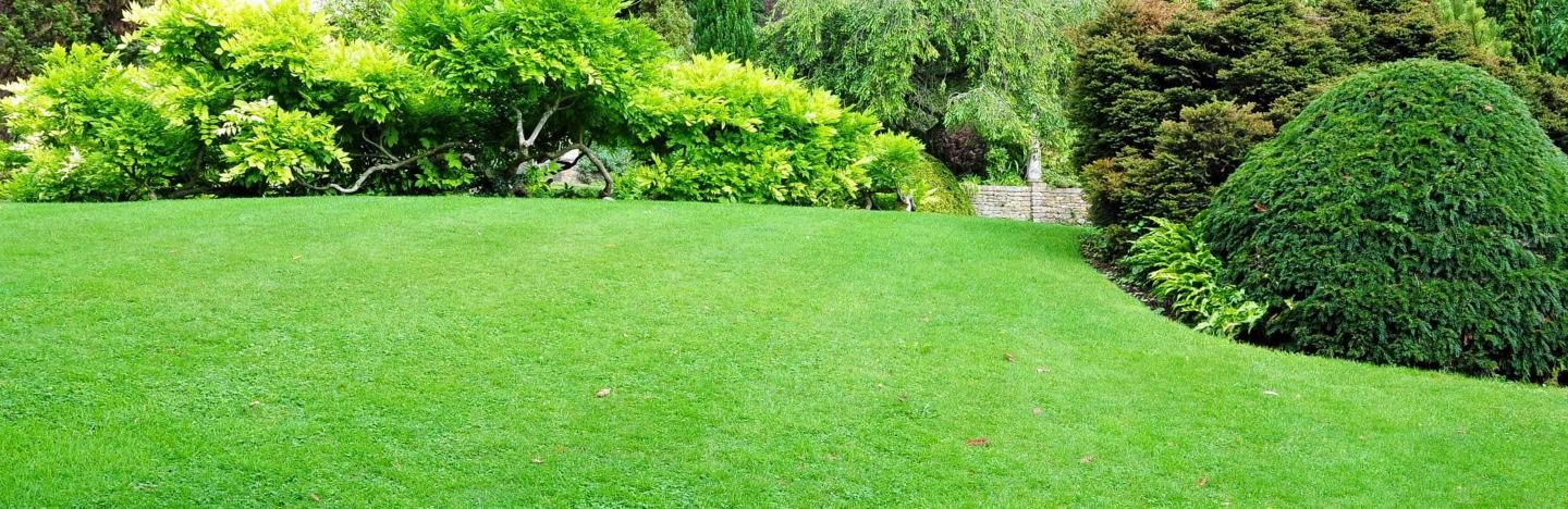 Create a Lush Green Lawn