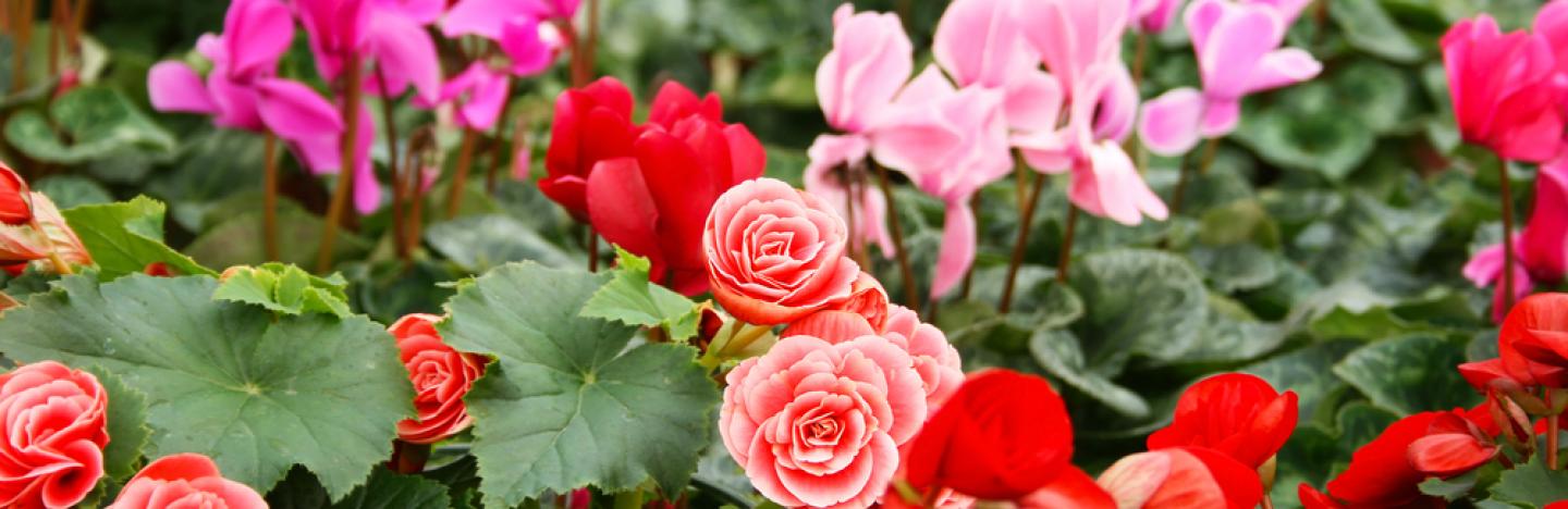 rosier