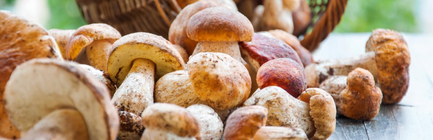 Les champignons