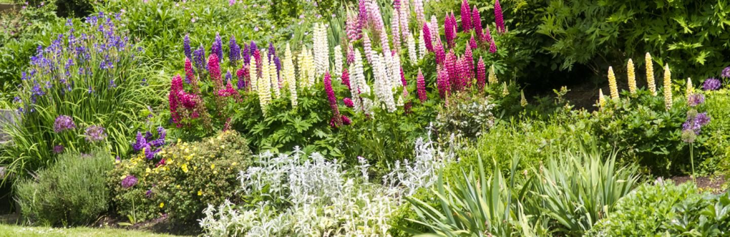 plantes