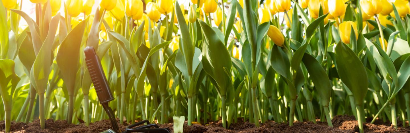 Plantes à bulbe