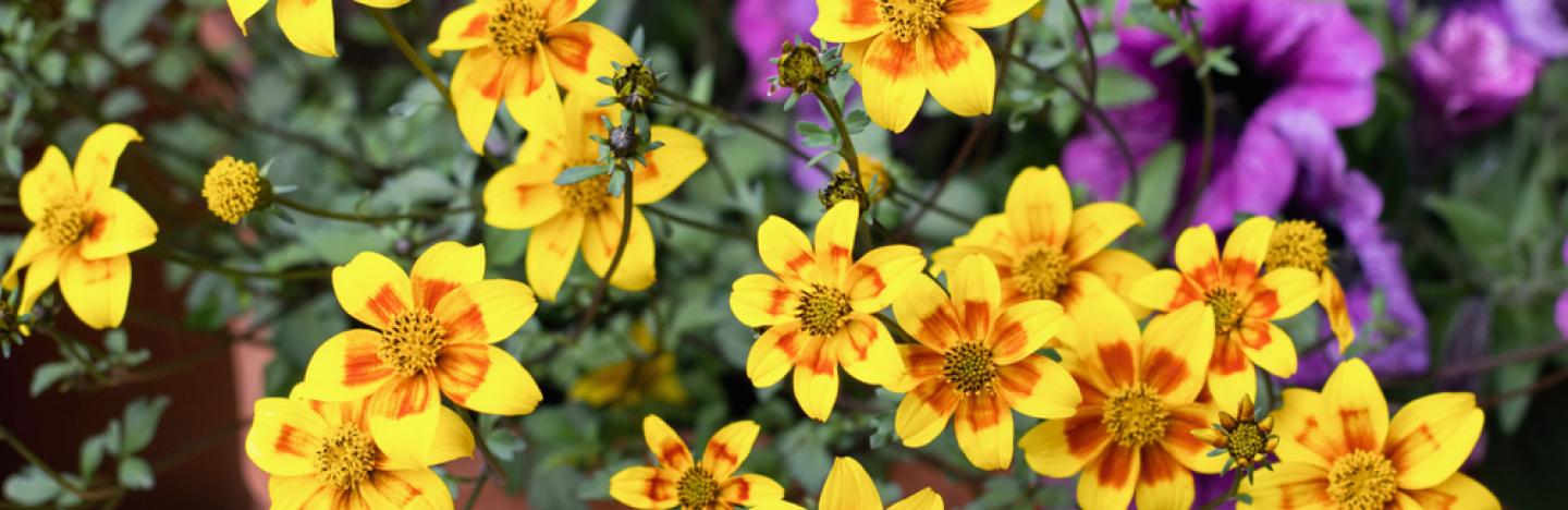 Quelles plantes exposer en plein soleil | La Pause Jardin