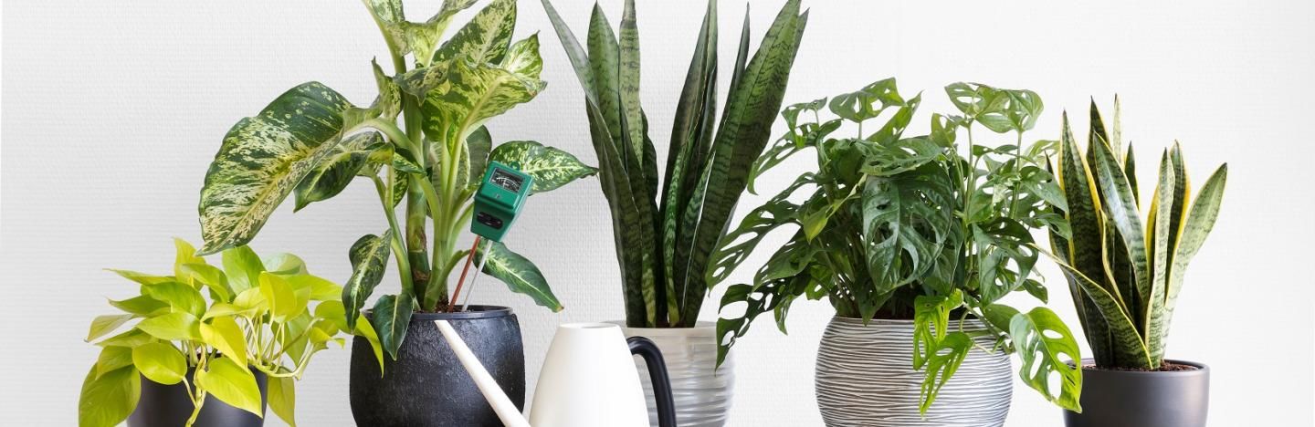 Indoor Plant Pests And Fungus