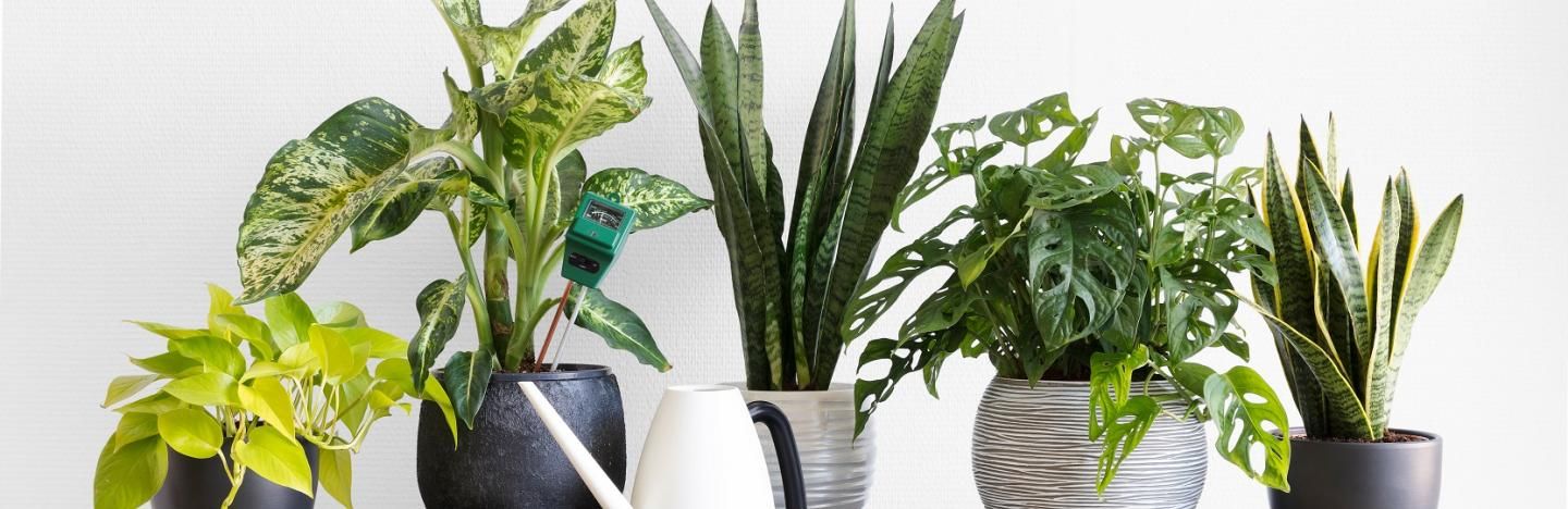 How To Treat Common Indoor Plant Pests And Fungus Abc Everyday Indoor Plant Pests And Fungus