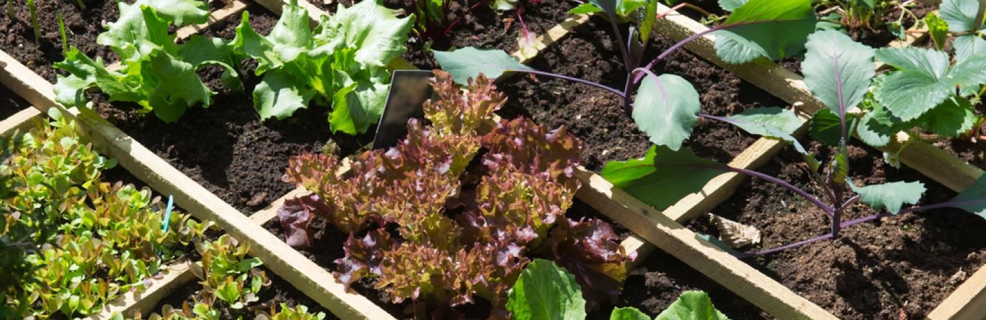 potager