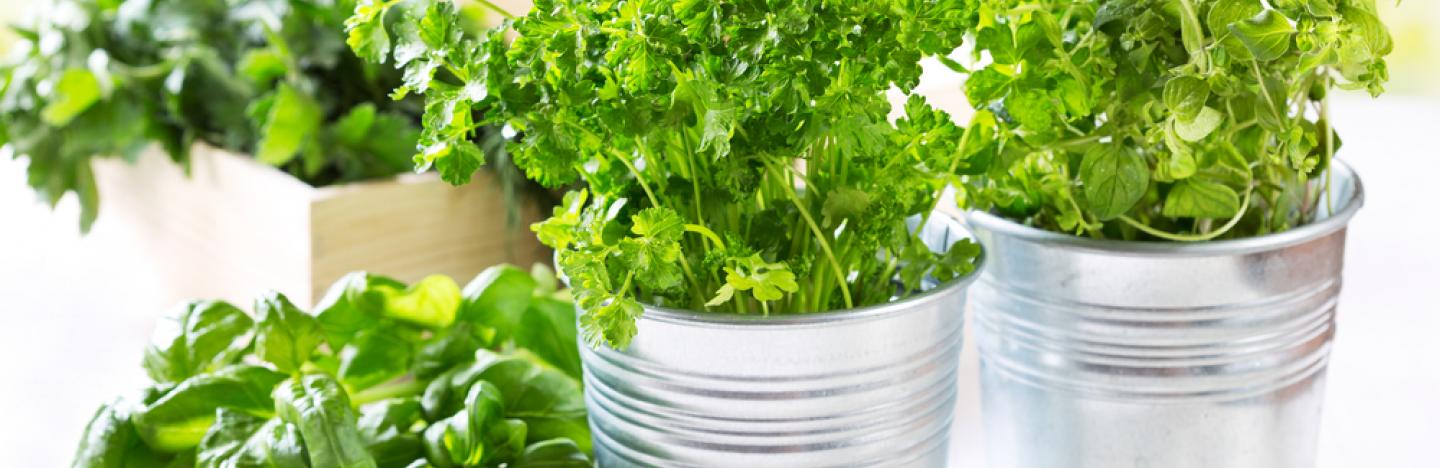 plantes aromatiques