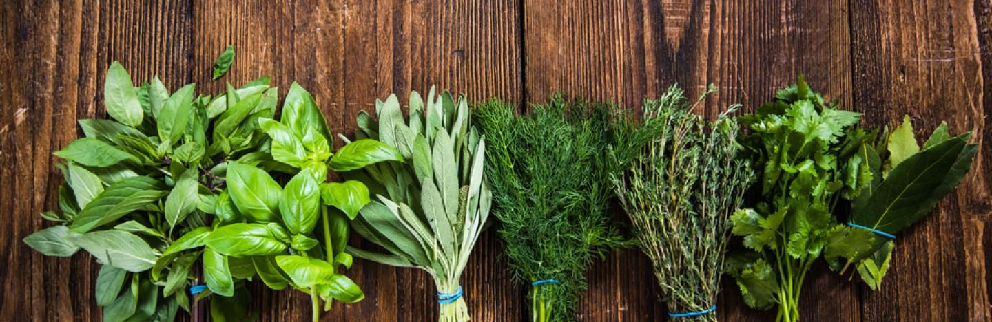 Aromatiques florissante parfumée plantes jardin d'hiver Appartement chats-Menthe Graines Aromatiques florissante parfumée plantes jardin d'hiver Appartement chats-Menthe Graines