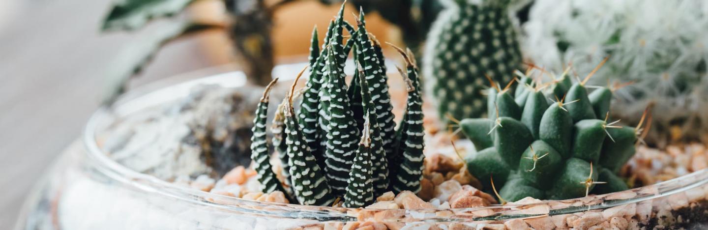 Create a Terrarium